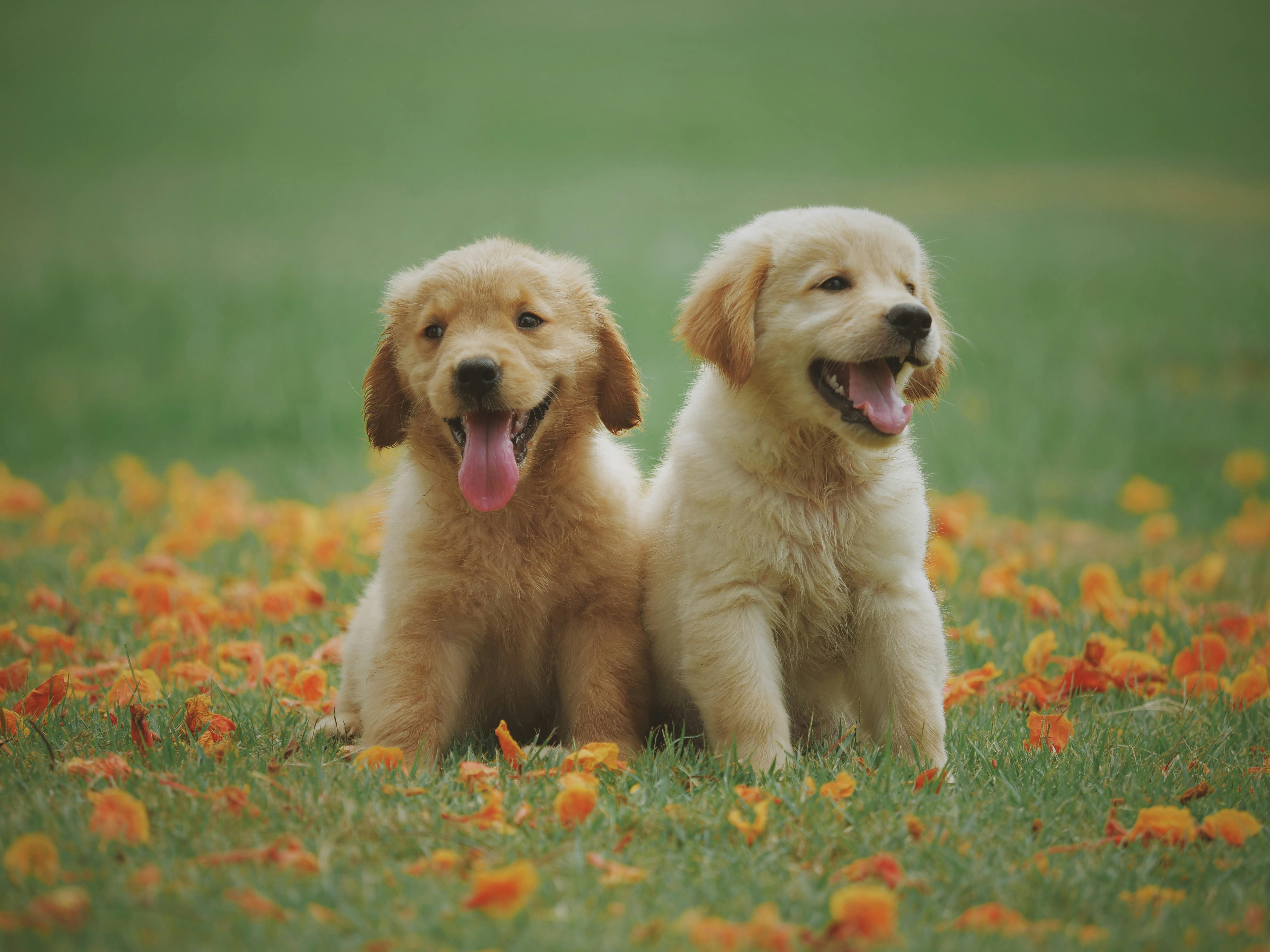 When to Use <span>Virtual Pet Care</span> vs. Rushing to the Emergency Vet: <span>A Pet Parent’s Guide </span>